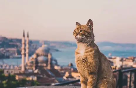 İstanbul’un Gerçek Sahipleri: Türkiye’de Sokak Kedisi Kültürü