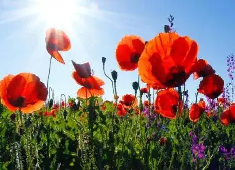 Mayıs Ayı Festivalleri (2024)