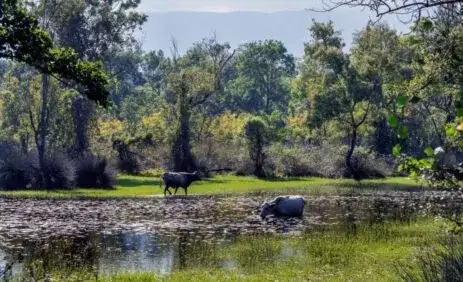 Karacabey Longoz Ormanları Hakkında Her Şey