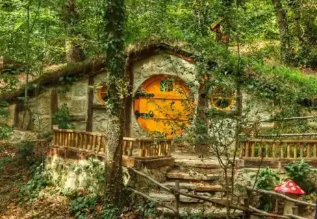 Ormanya Hakkında Her Şey