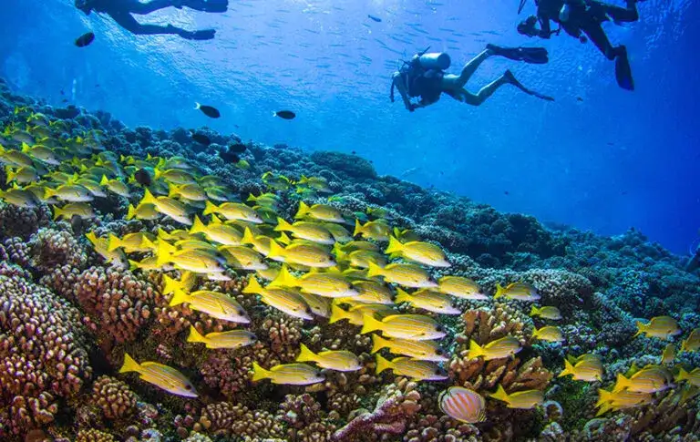 Türkiye’nin En İyi Dalış Noktaları